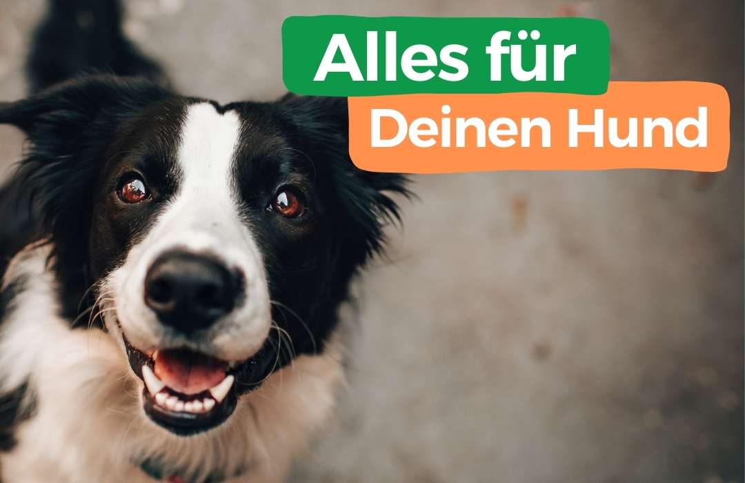 fellohr: Alles für deinen Hund Mobile Banner
