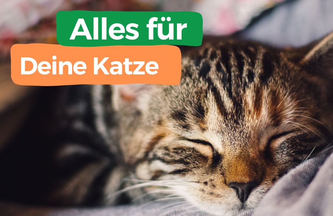 fellohr: Alles für deine Katze Mobile Banner