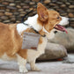 Hundeleckerli Hundekekse Trainings Beutel mit Karabiner