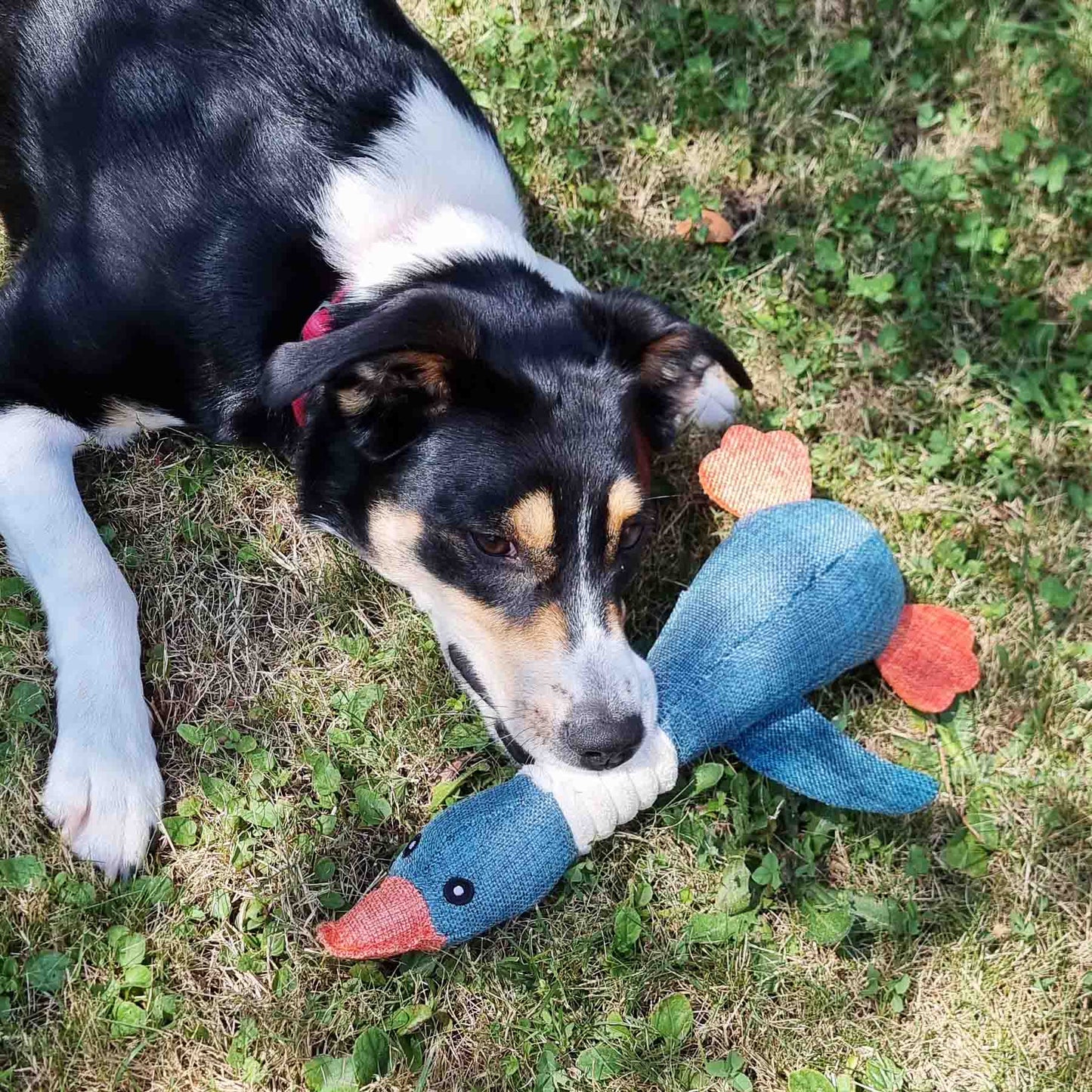 Hunde Kuscheltier Quietschendes Stoff Kauspielzeug Stofftier Hundespielzeug Ente 33 cm Detailbild