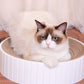 Katzen Kratzspiel Spielzeug Kratzbrett Katzenliege mit Katzenminze Lounge 3 Farben