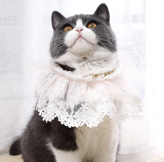 Katzenschal Spitze Verkleidung Katzenmode