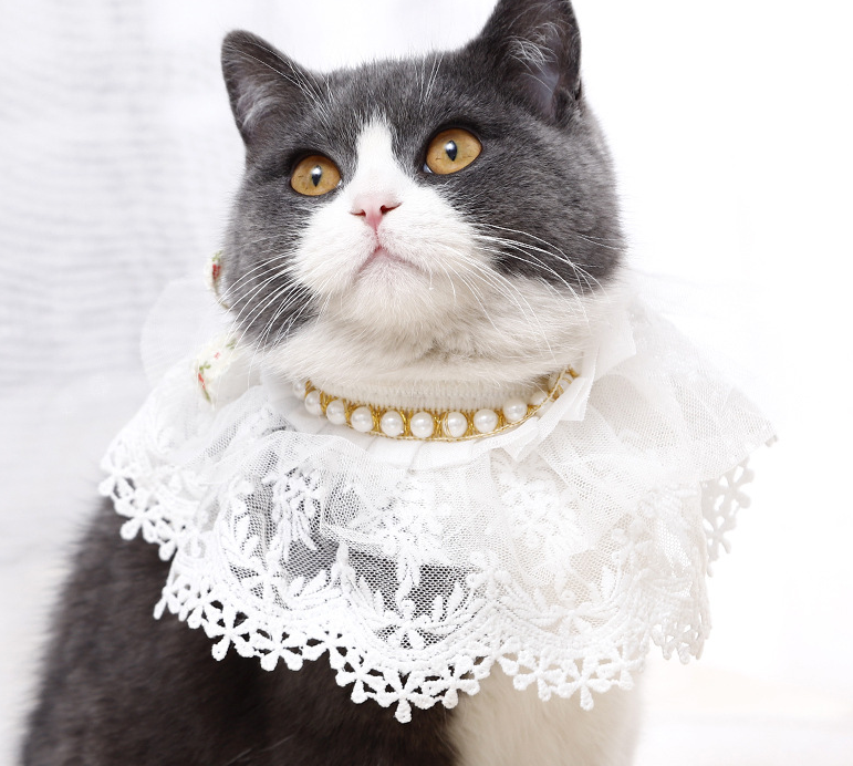 Katzenschal Spitze Verkleidung Katzenmode