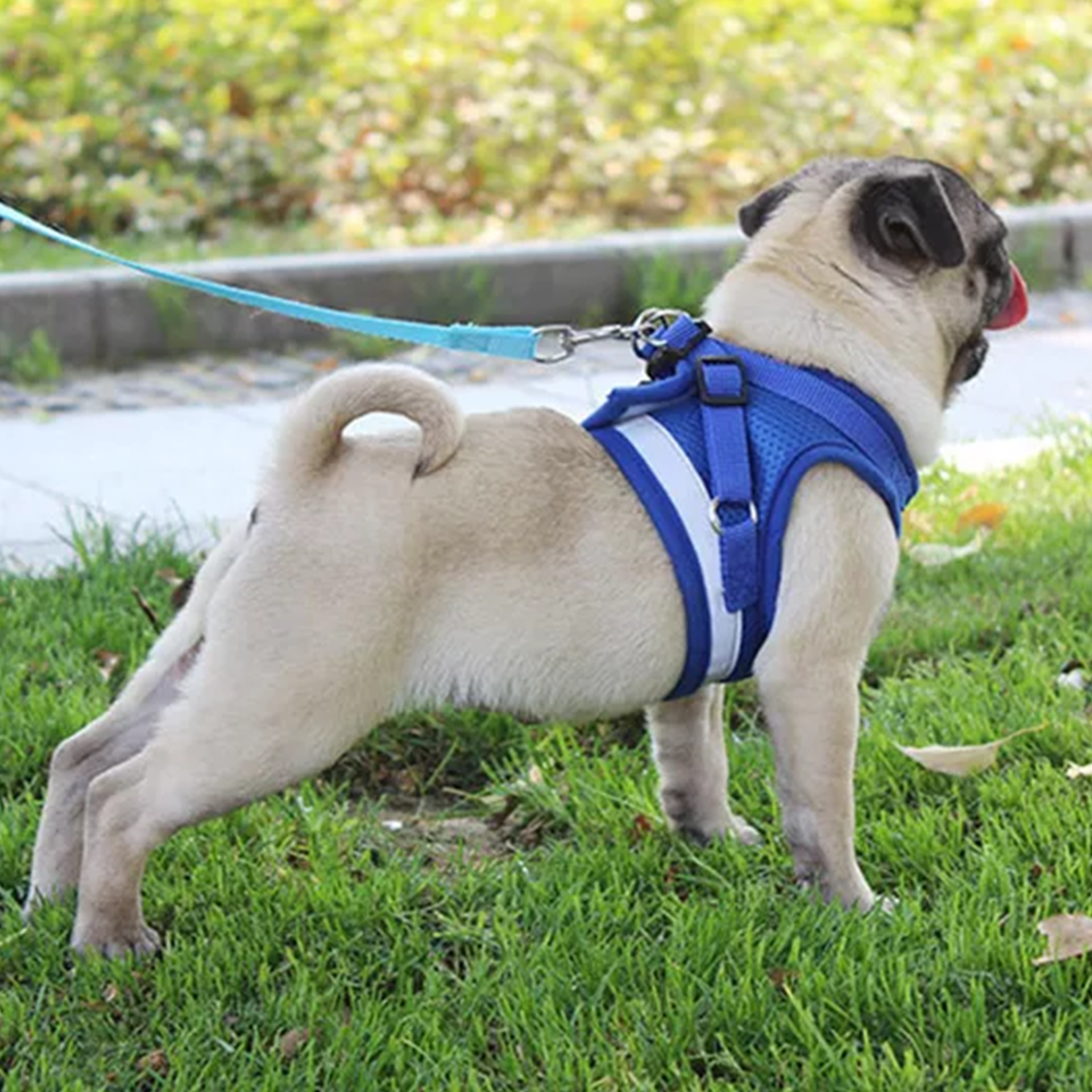 Brustgeschirr Laufgeschirr für Hunde inklusive Leine und Reflektor Detailaufnahme Blau